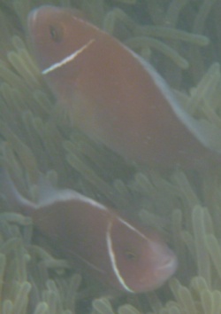 パンガン島　クマノミ　タロット